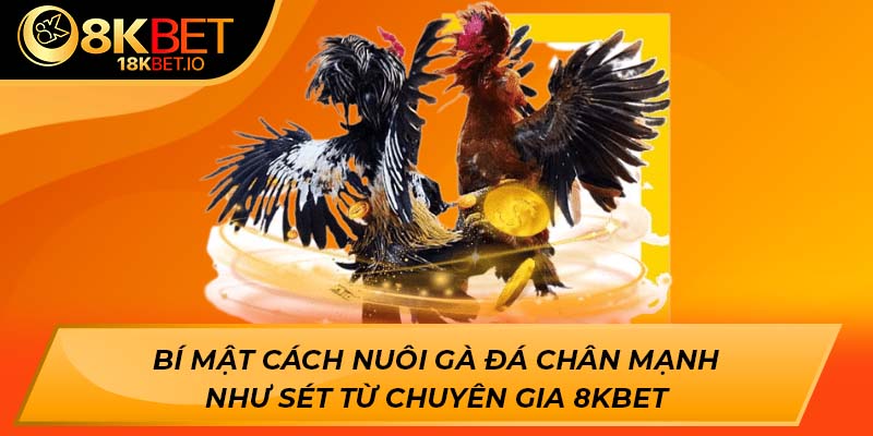 Bí mật cách nuôi gà đá chân mạnh như sét từ chuyên gia 8kbet