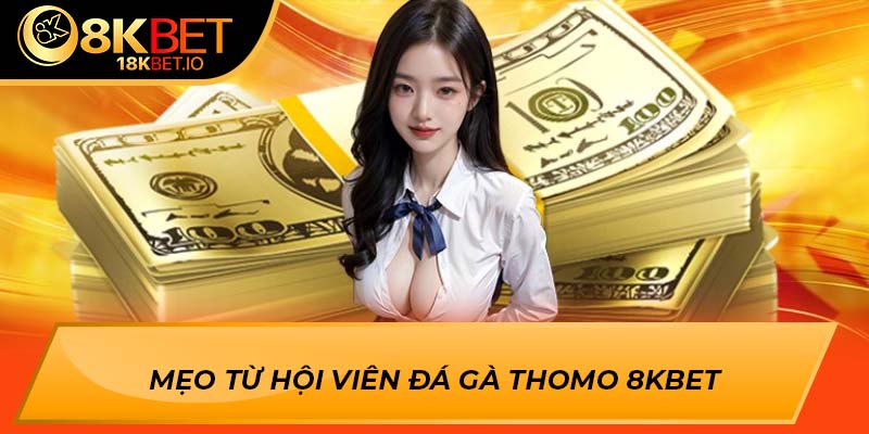 Mẹo từ hội viên đá gà thomo 8Kbet