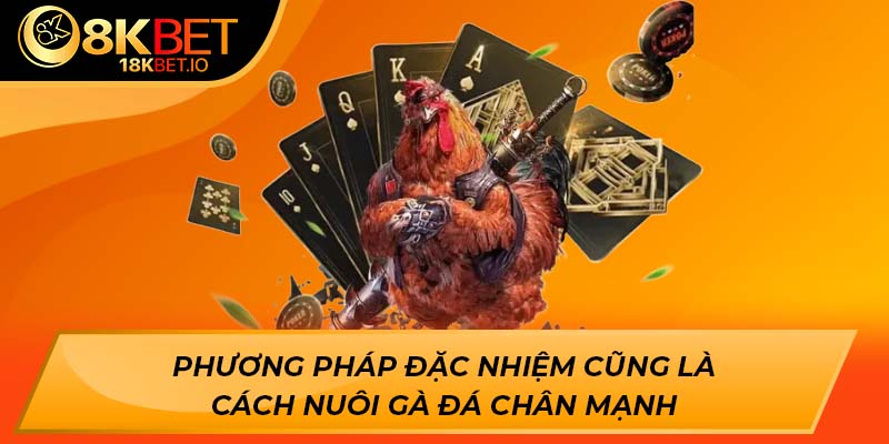 Phương pháp đặc nhiệm cũng là cách nuôi gà đá chân mạnh