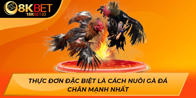 Thực đơn đặc biệt là cách nuôi gà đá chân mạnh nhất